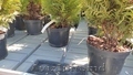 Стол для выращивания растений с откатной крышкой