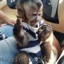 maimuțe capucin dresate la olita pentru copiii tăi acasă